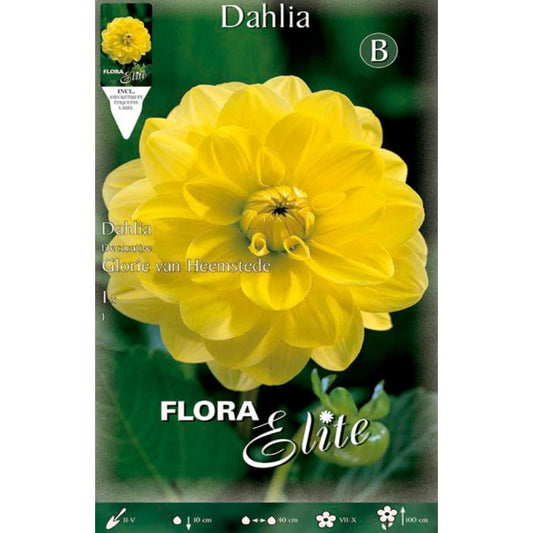 Bulbo Dalia decorativa amarillo puro 1 ud