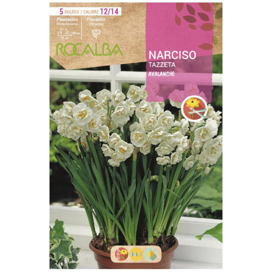 Bulbo de Narciso Tazzeta Avalanche branco amarelo 5 peças Rocalba