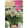 Bulbo de Narciso Tazzeta Avalanche branco amarelo 5 peças Rocalba