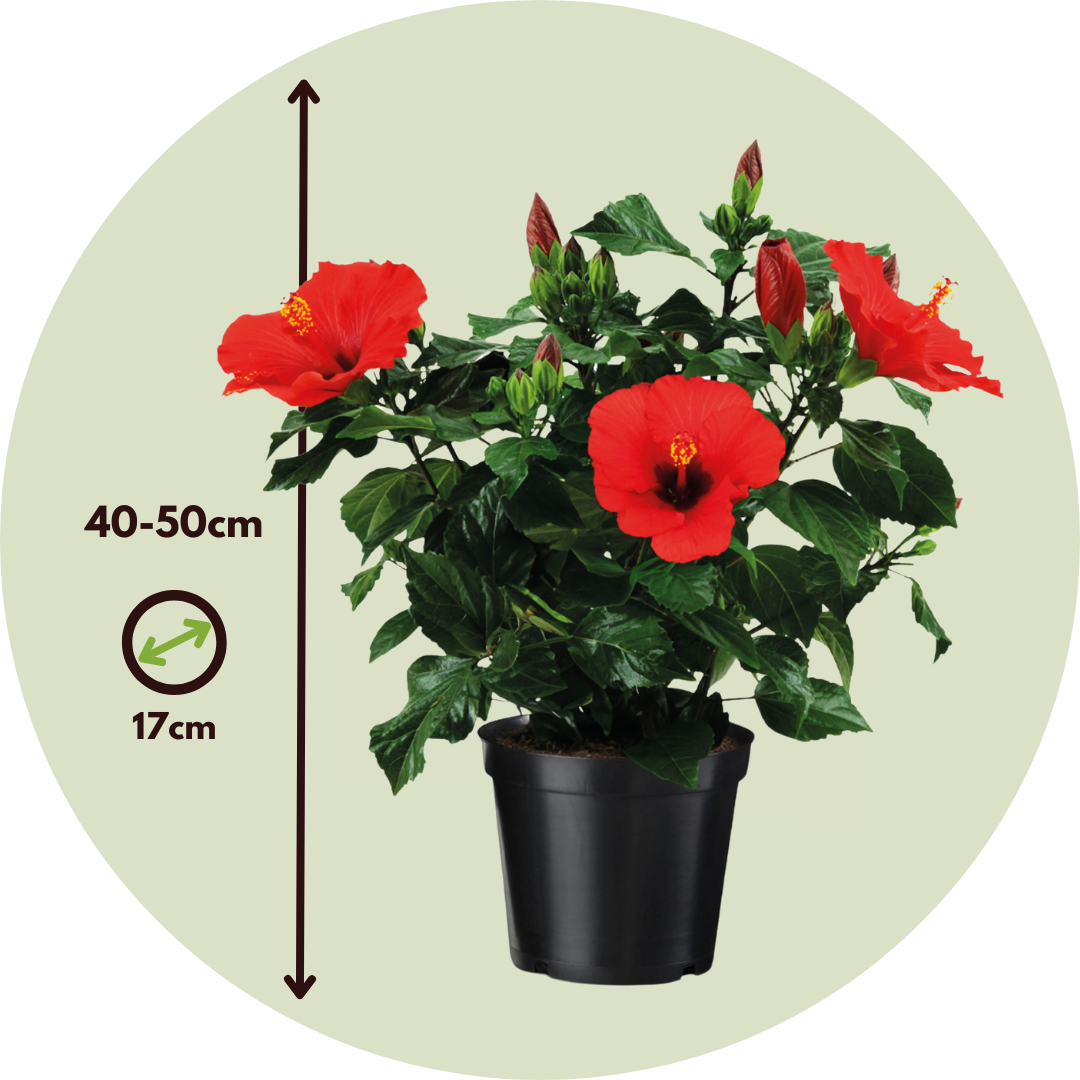Hibisco Chino - Hibiscus Rosa-sinensis - Altura 40-50cm - Ø17cm_2