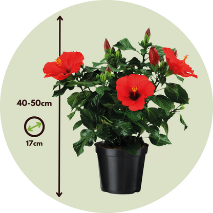 Hibisco Chino - Hibiscus Rosa-sinensis - Altura 40-50cm - Ø17cm_2