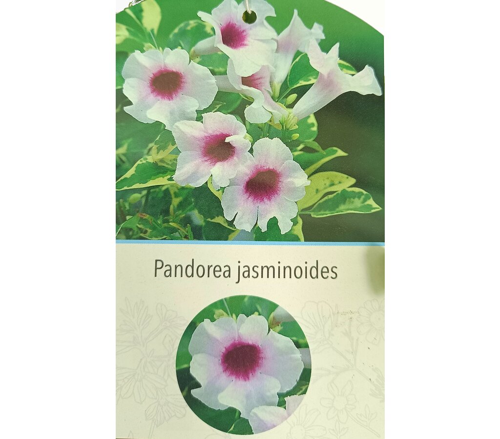 Bignonia Jasminoides Variegata M20 180-200cm_1
