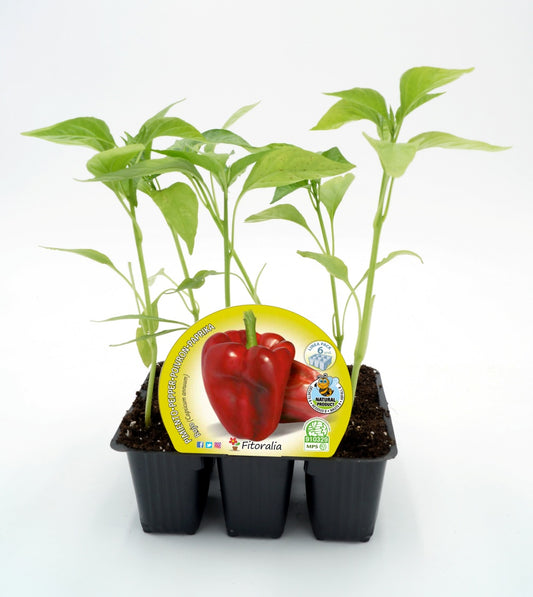 Pack Plantones Pimiento Rojo 6 Ud.  Natural - Fitoralia_0