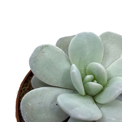 Echeveria Laui Cactus Y Suculentas M8,5 cm Ø_2