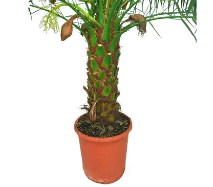 Phoenix Roebelenii M25 110cm_1