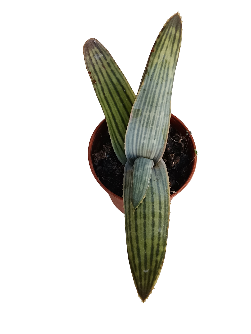 Aloe Karasbergensis Planta Suculenta Joven Ø5_0
