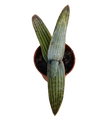 Aloe Karasbergensis Planta Jovem E Suculenta Ø5