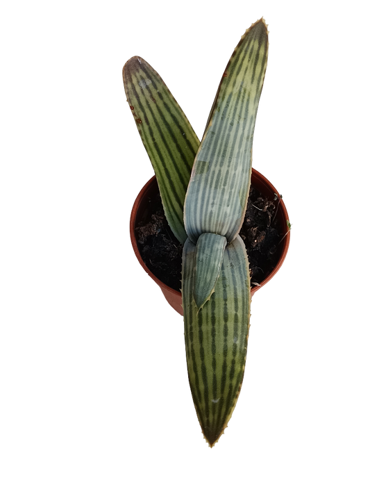 Aloe Karasbergensis Planta Suculenta Joven Ø5_0