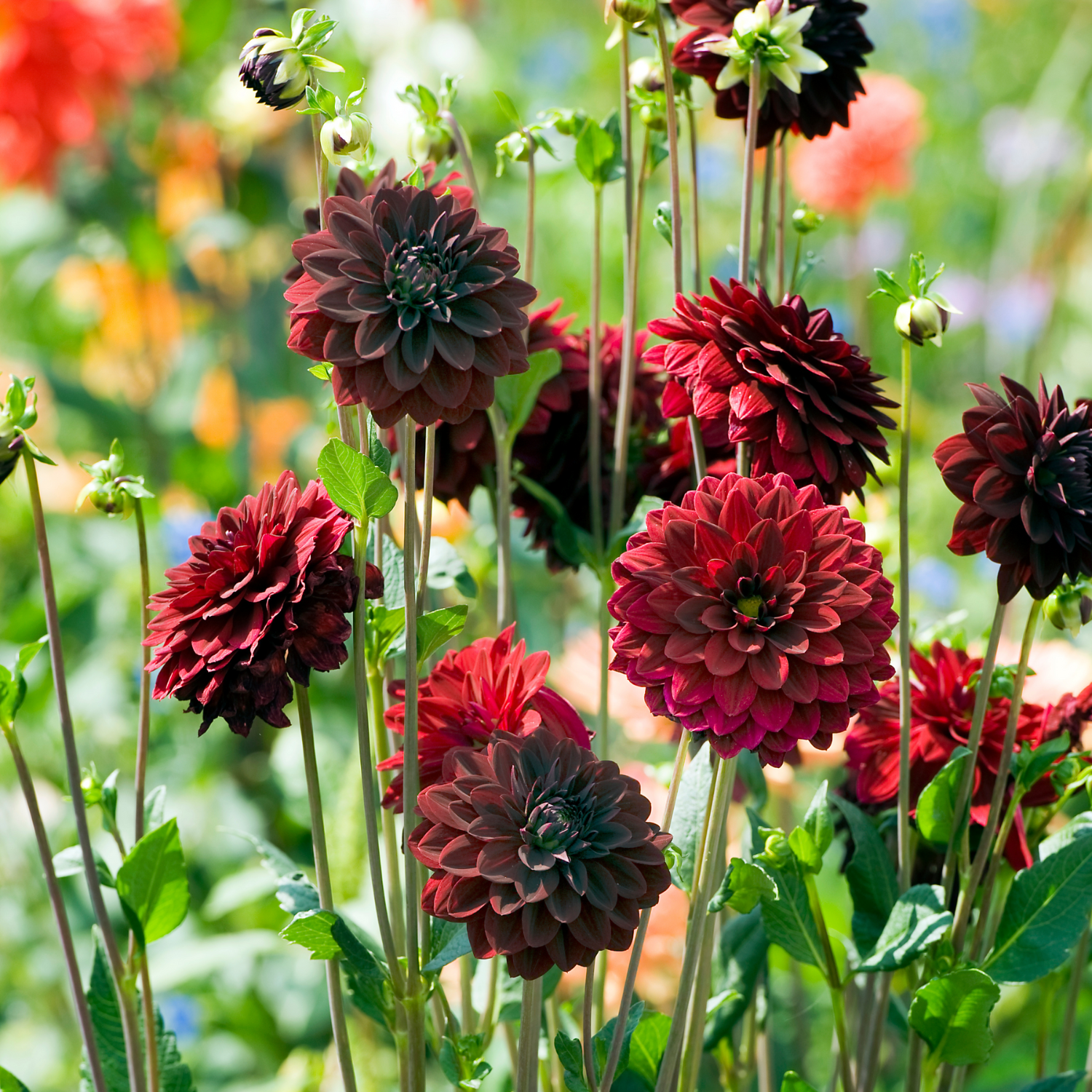 Tubérculos De Dalia - 6 Pzs - Dahlia 'arabian Night' - Rojo_1