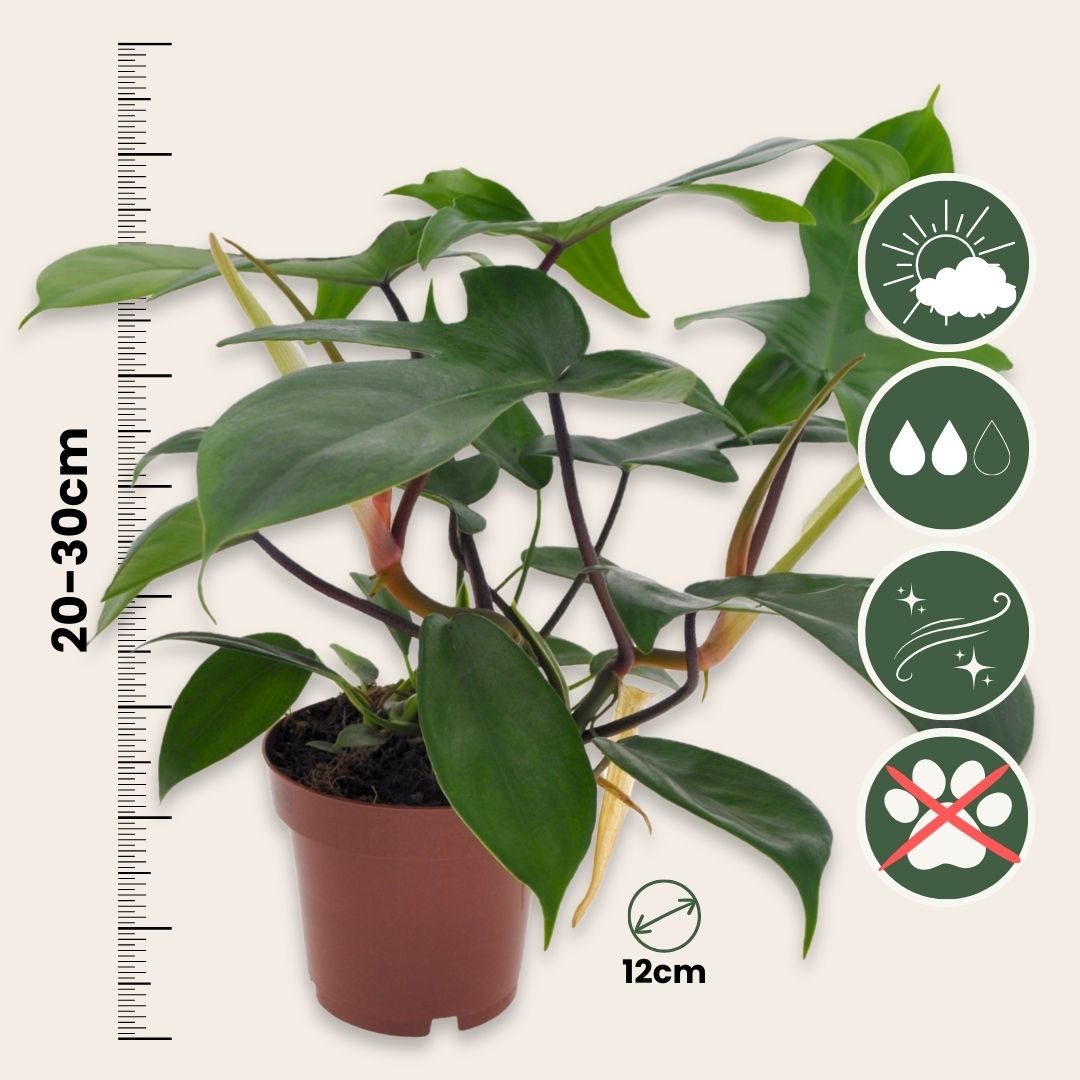 Filodendro - 2 Pzs - Philodendron 'florida Green' - Altura 20-30cm - ⌀12cm_2