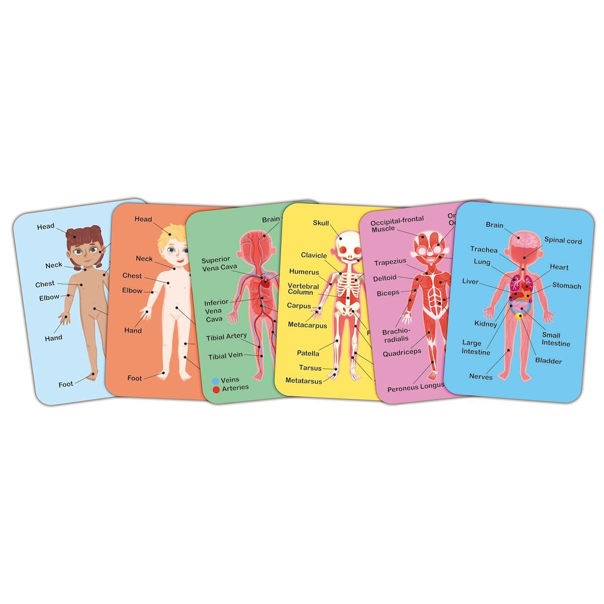 Puzzle Magnético Human Body Hape_2