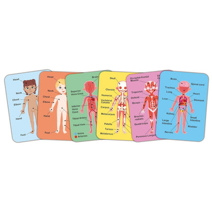 Puzzle Magnético Human Body Hape_2