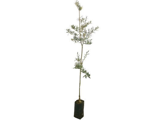Olivo Hojiblanca M16 160cm_0