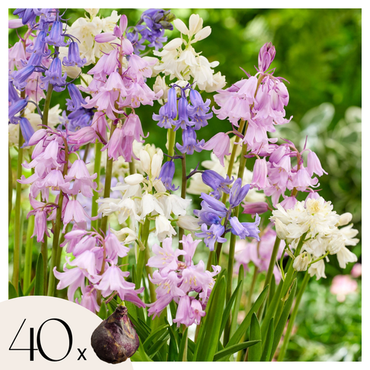 Jacinto De Campo - 40 Pzs - Hyacinthoides Hispanica - Bulbos De Flores_0