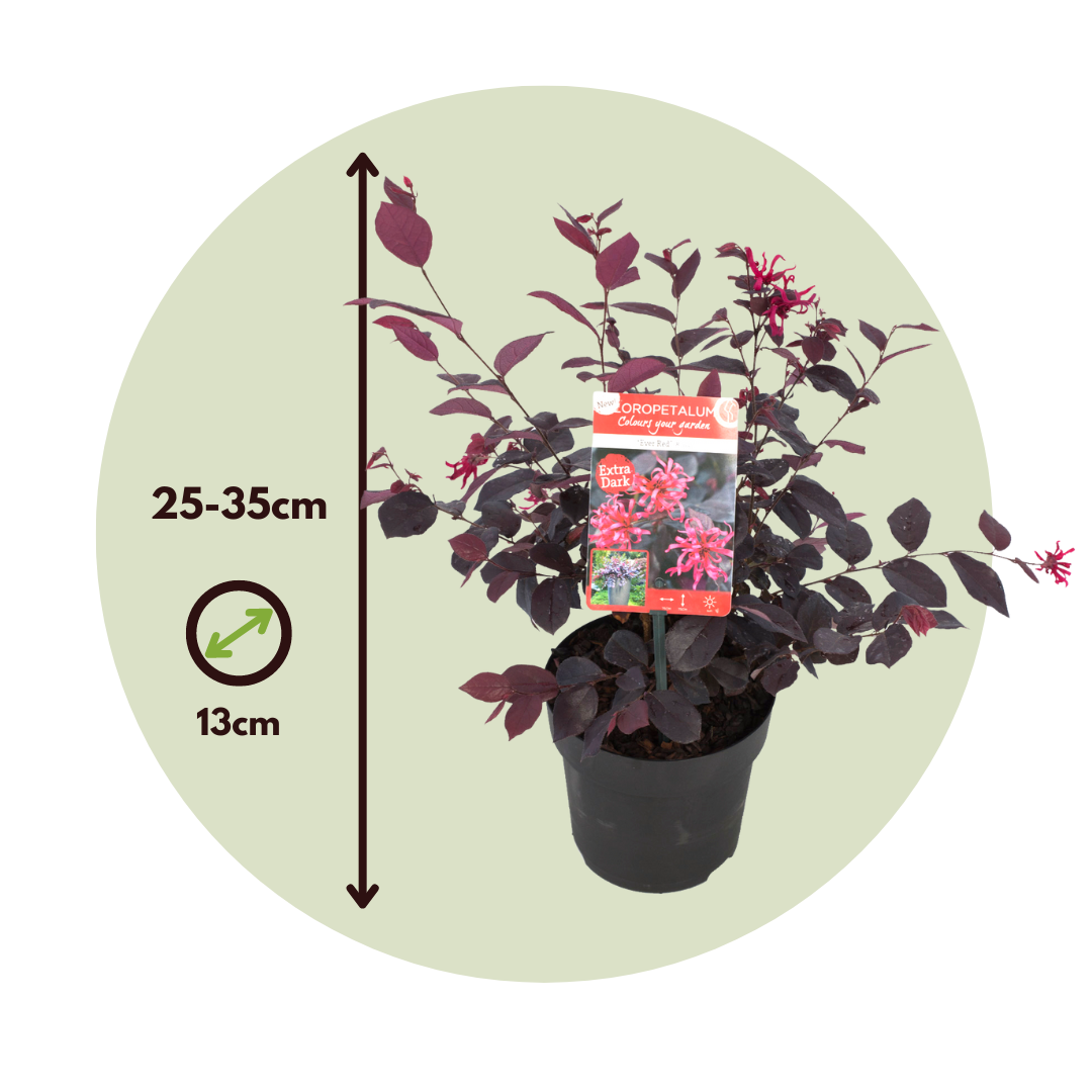 Flor Roja Eterna - 2 Pzs - Loropetalum 'ever Red' - Altura 25-35cm - ⌀13cm_2