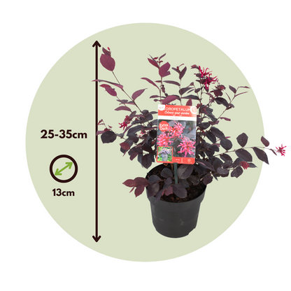 Flor Roja Eterna - 2 Pzs - Loropetalum 'ever Red' - Altura 25-35cm - ⌀13cm_2