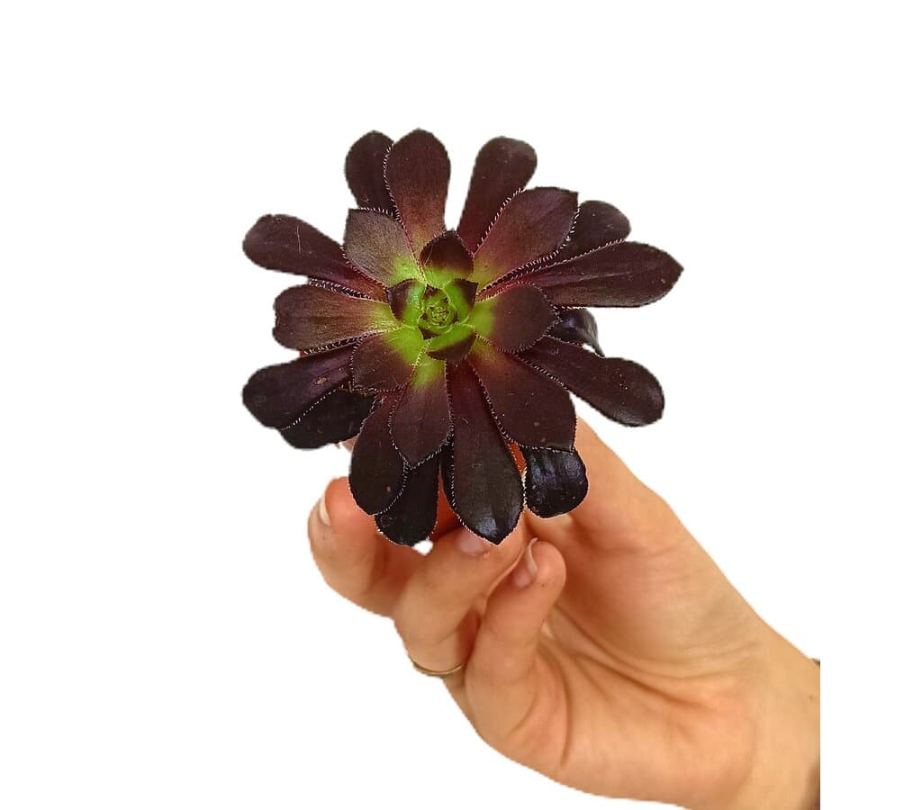 Aeonium Schwartzkopf M6_0
