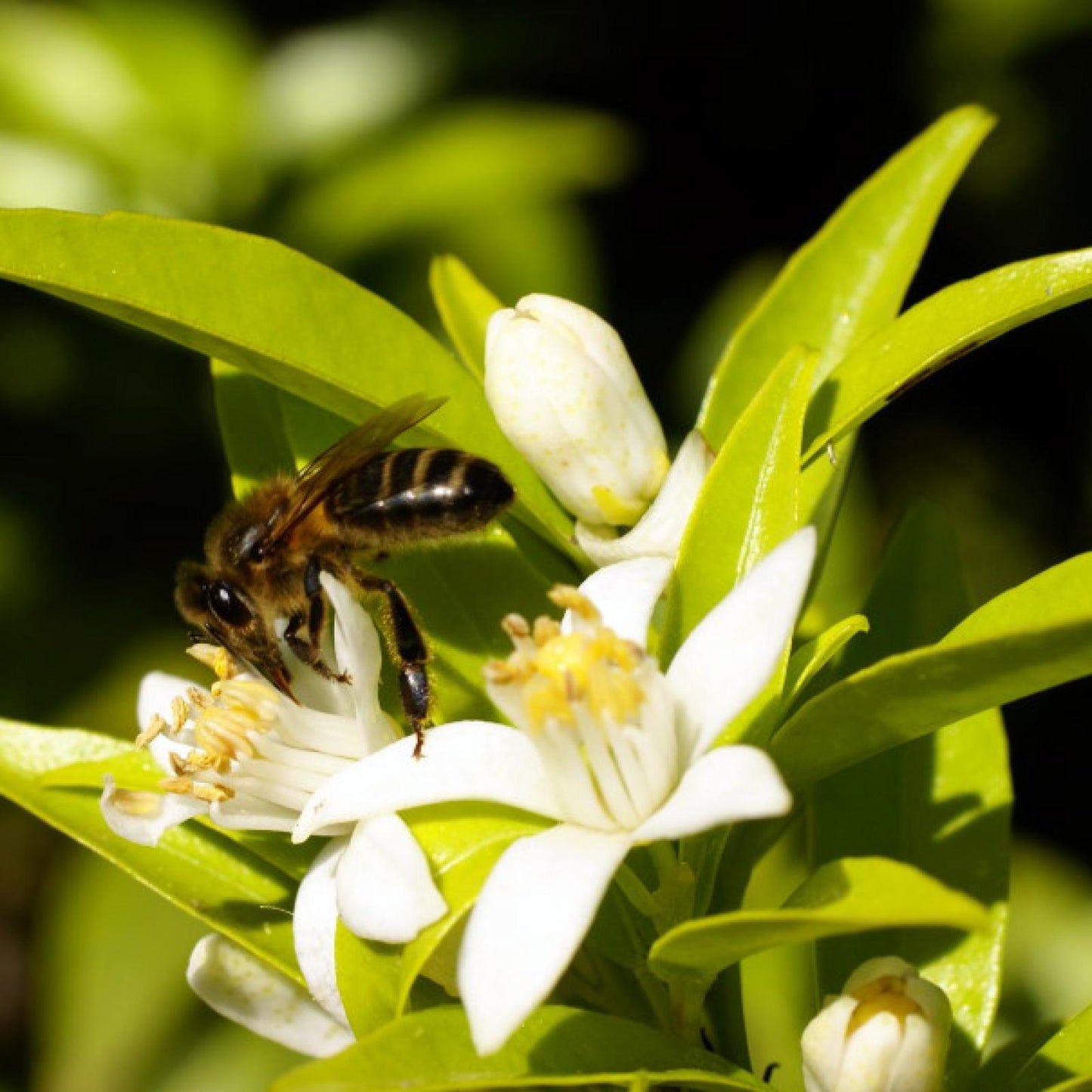 Mel de Flor de Laranjeira Biológico Bona Mel