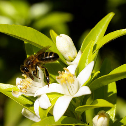 Mel de Flor de Laranjeira Biológico Bona Mel