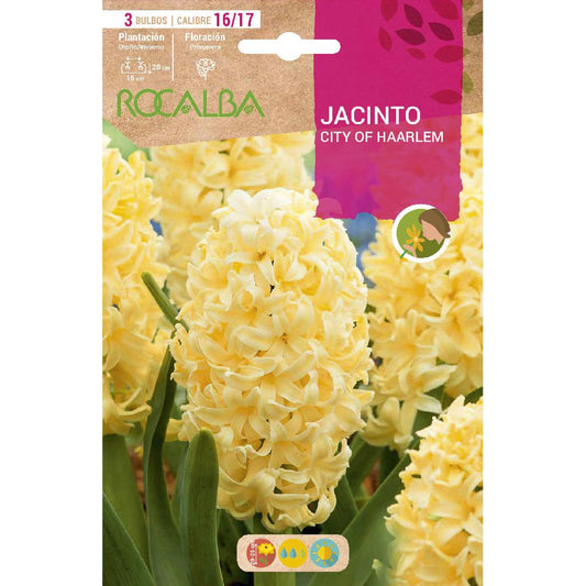Bolbo de Jacinto Amarelo da Cidade de Haarlem 3 peças Rocalba