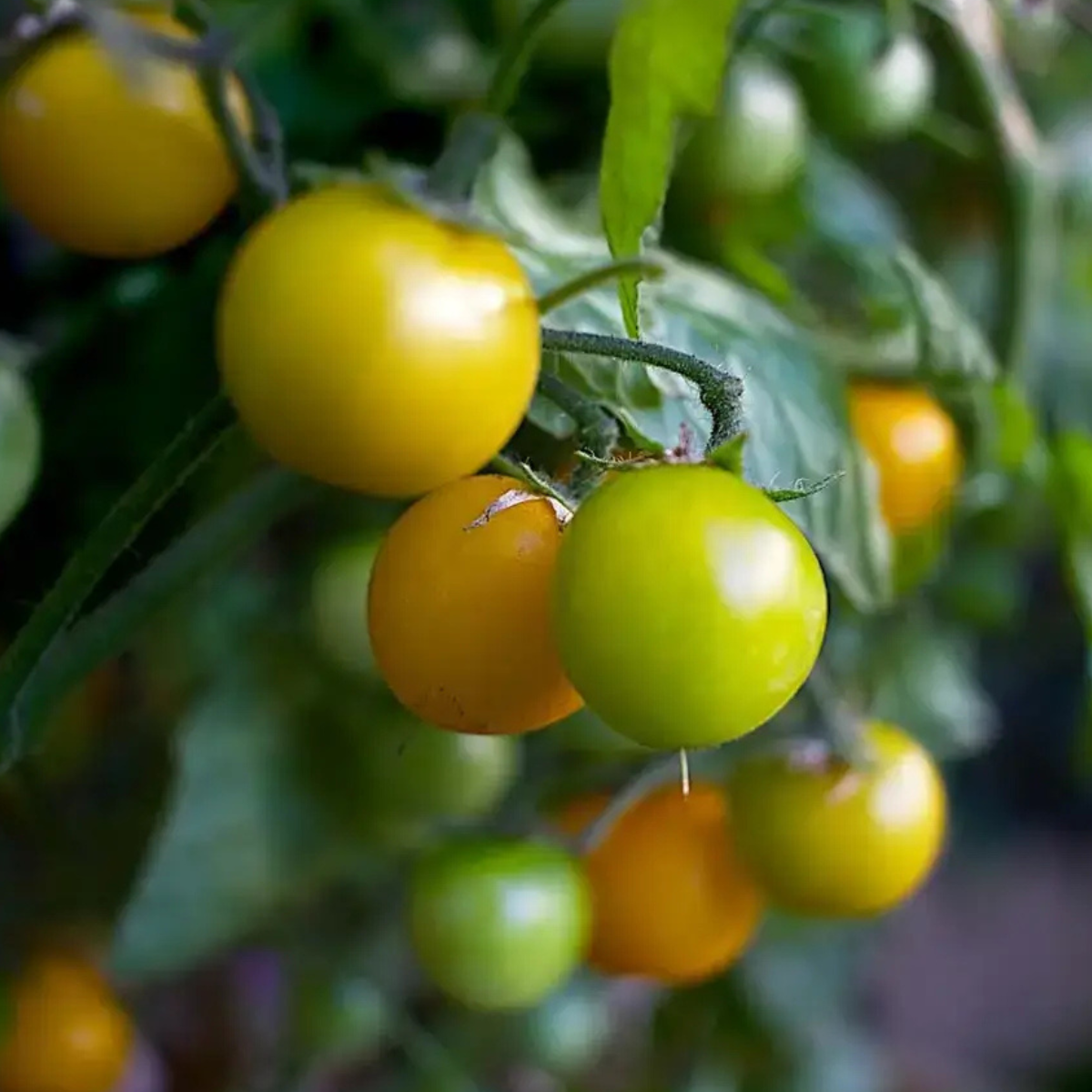 Kit De Cultivo De Tomate Cherry Grow Me – Huerto Urbano Ecológico_1