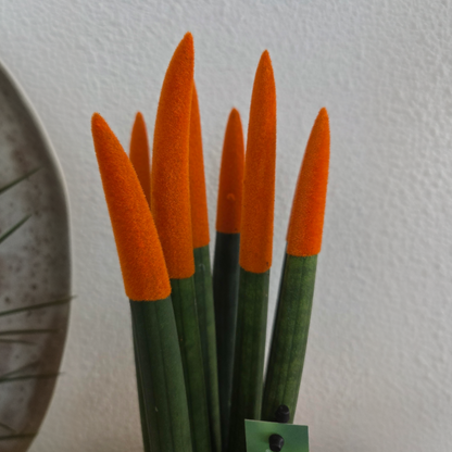 Lengua De Suegra Cilíndrica - Sansevieria Cylindrica - Altura 20-40cm - ⌀9cm_3