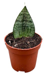 Sansevieria Ehrendel, Planta De Interior Ø6