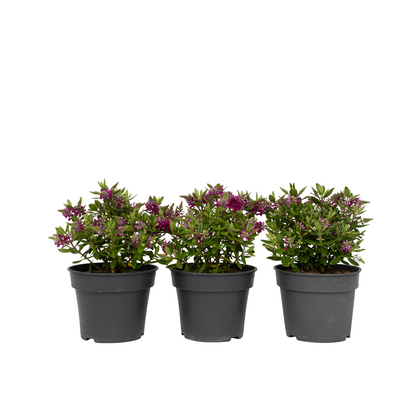 Verónica De Samona - 3 Pzs - Hebe All Blooms 'samona' - Altura 30-35cm - ⌀13cm_0