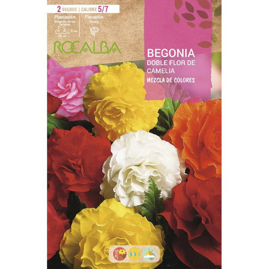 Bolbo de Begónia Dupla Flor de Camélia Mistura de cores 2 unidades (5/7)