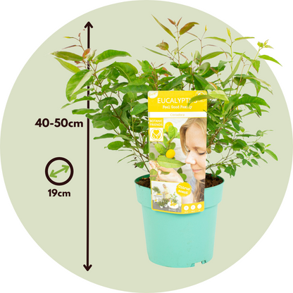 Eucalipto - Eucalyptus 'citriodora' - Altura 40-50cm - ⌀19cm_2