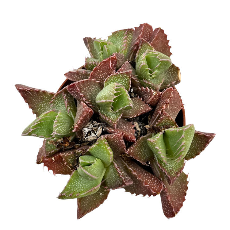 Faucaria Tigrina Cactus Y Suculentas M8,5 Ø_1