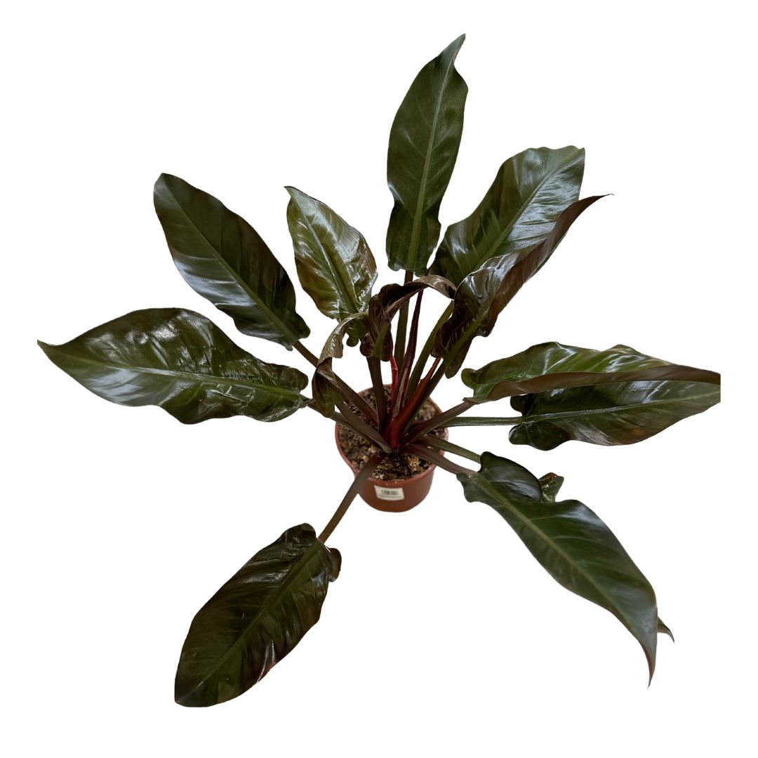 Philodendron Imperial Red Planta De Interior M14 Maceta 14cm_0