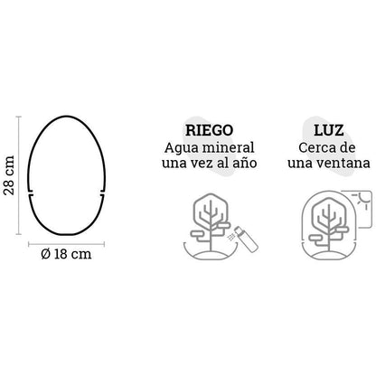 Terrário Erawa Ficus Retusa Ø8 x 28 cm
