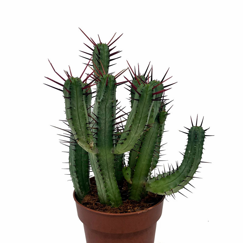 Euphorbia Ferox Cactus Y Suculentas M8,5 cm Ø_0