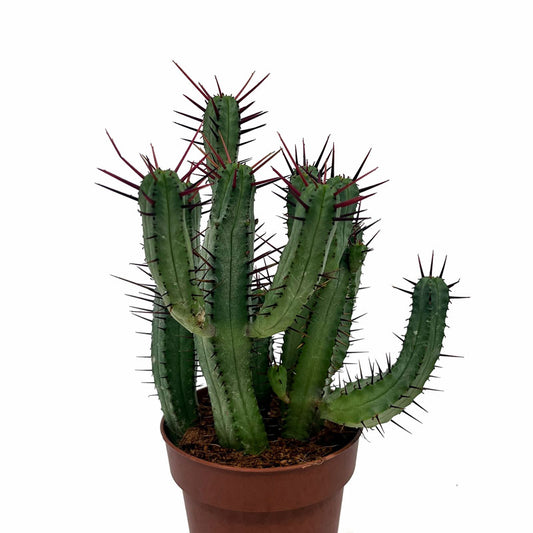 Euphorbia Ferox Cactus Y Suculentas M8,5 cm Ø_0