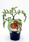 Plantão De Tomate Cherry Zebra Pear Em Vaso 10,5 Cm. Natural - Fitoralia
