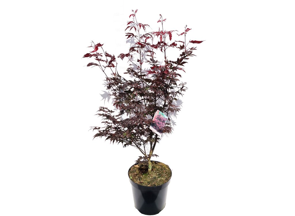 Acer Palmatum Atropurpureum M32 110cm_0