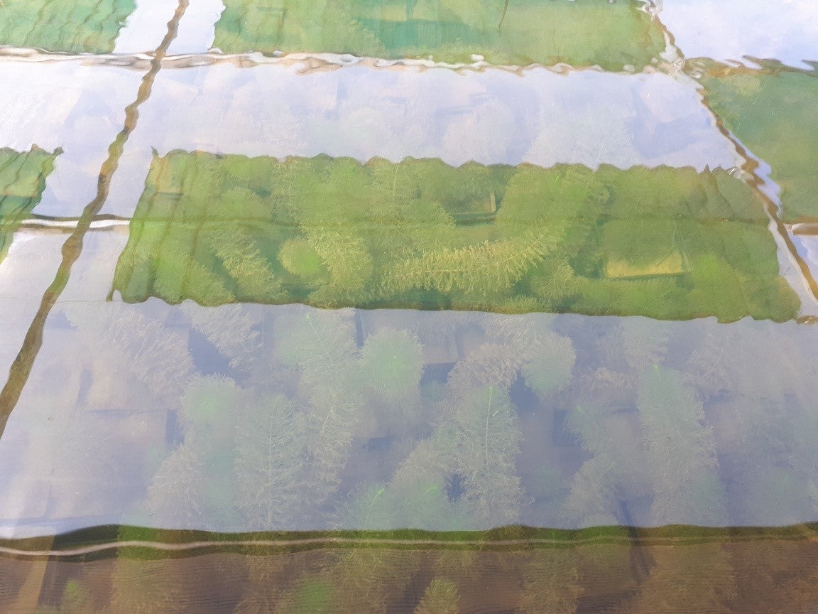 Myriophillum Verticillatum_1