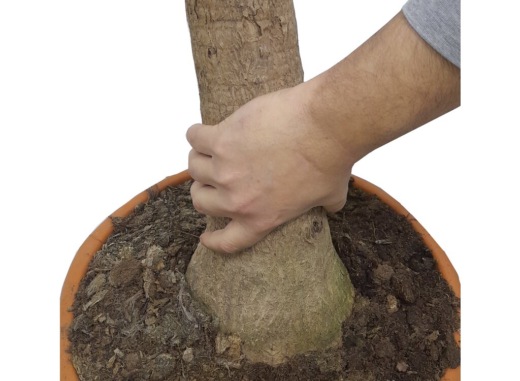Beaucarnea Recurvata T30 90cm_1