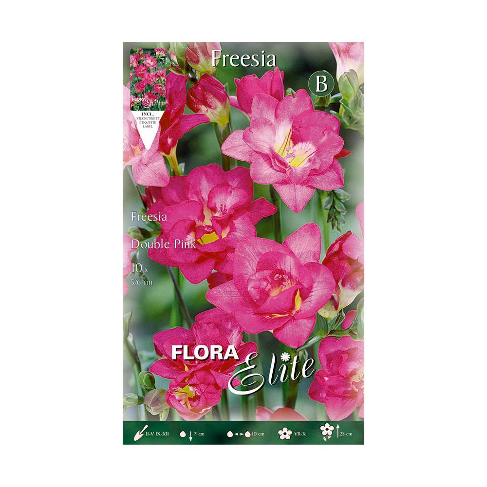 Bolbos de Frésia Violeta Dupla 10 unidades