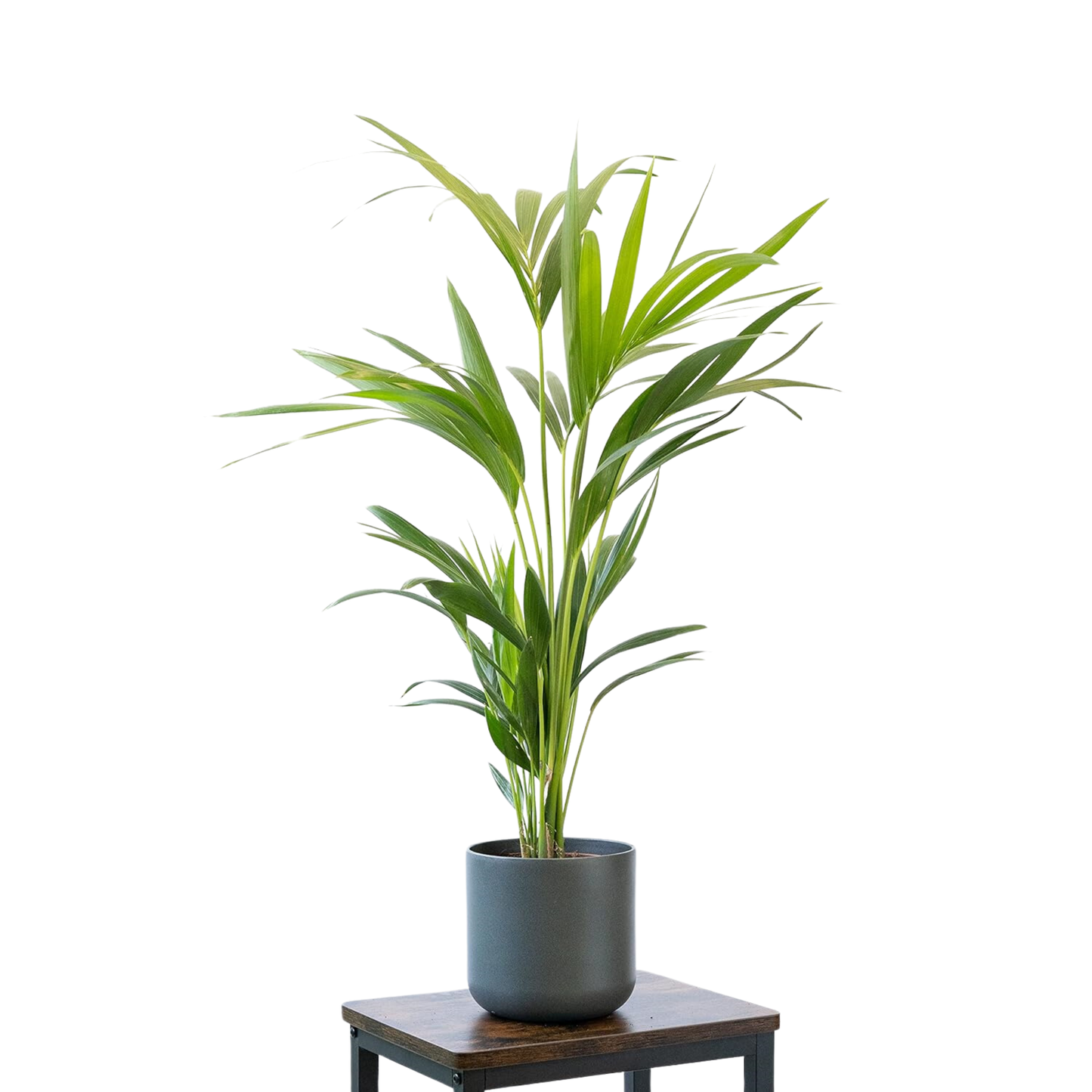 Pack 5 Plantas Naturales De Interior : Croton + Dieffenbachia + Palmera Areca + Dracaena Lemon Lime + Chamadorea Ø12 Cm_2