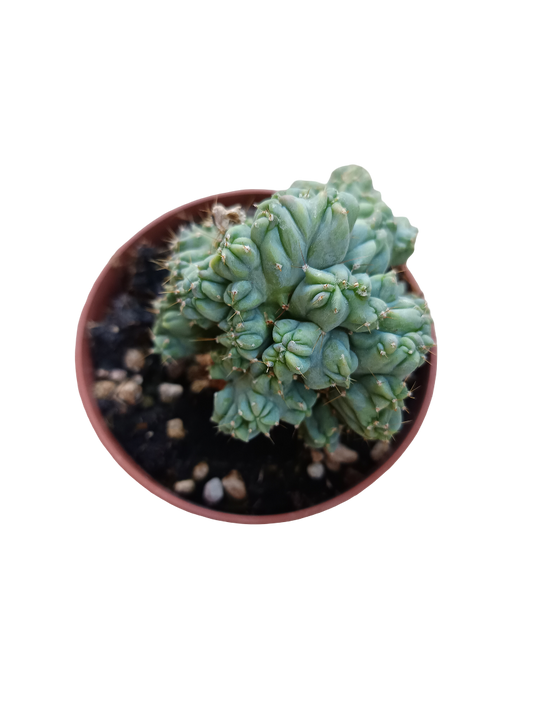 Myrtillocactus Geometrizans Cristata Cactus Sin Pinchos Azul Ø8 Cm_0