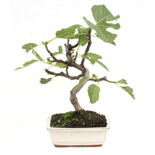Bonsai Ficus carica 7 anos FIGUEIRA