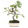 Bonsai Ficus carica 7 anos FIGUEIRA