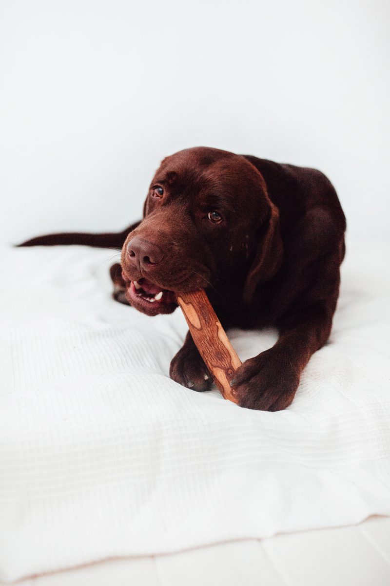 Bimorbox Mediana · Pack Snacks Y Juguetes Naturales Para Perros.