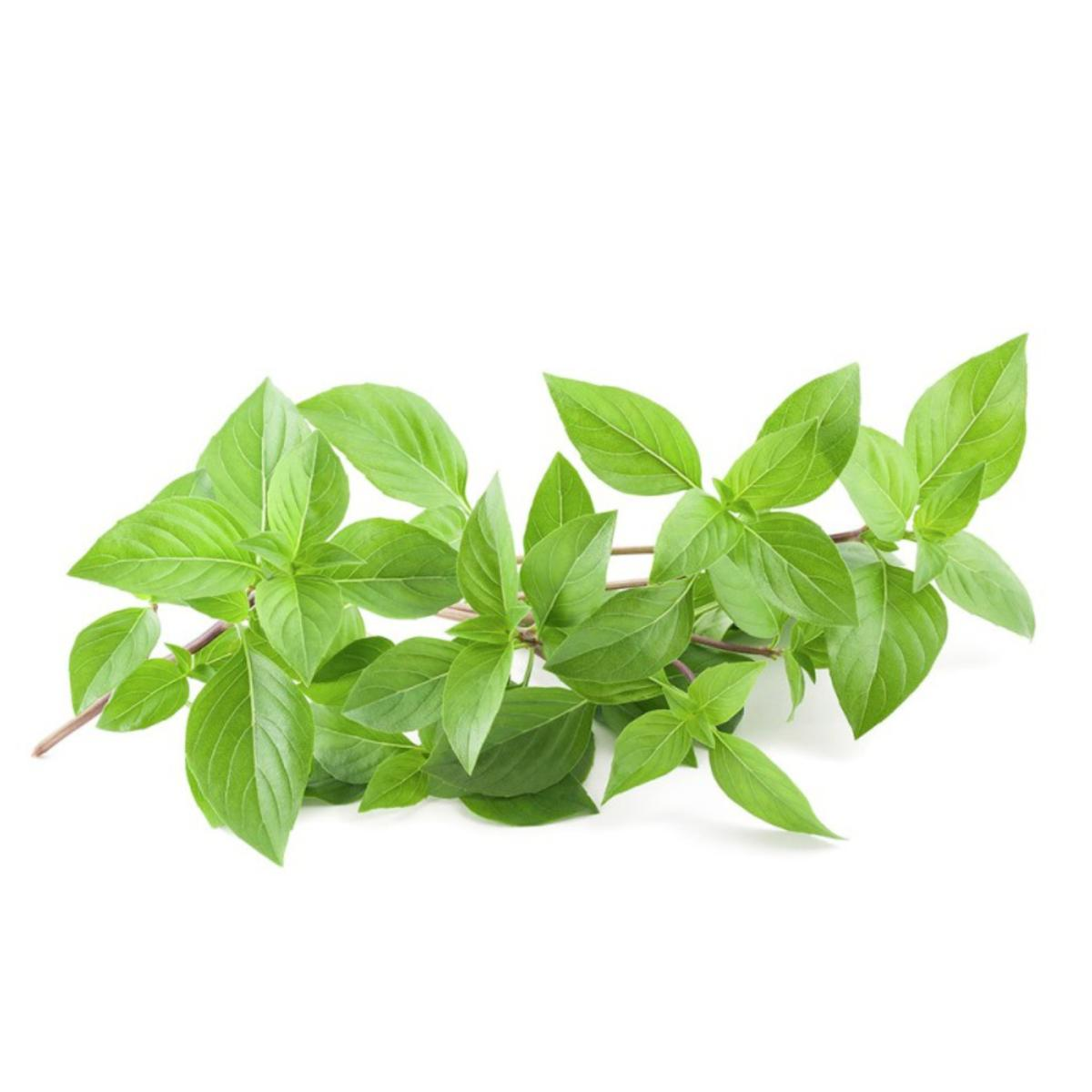 Plantón De Albahaca Hoja Pequeña En Maceta 11 Cm_0