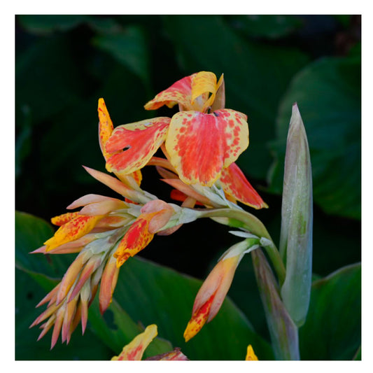 1 Bulbo De Planta Canna Variedad 'taroundant'_0