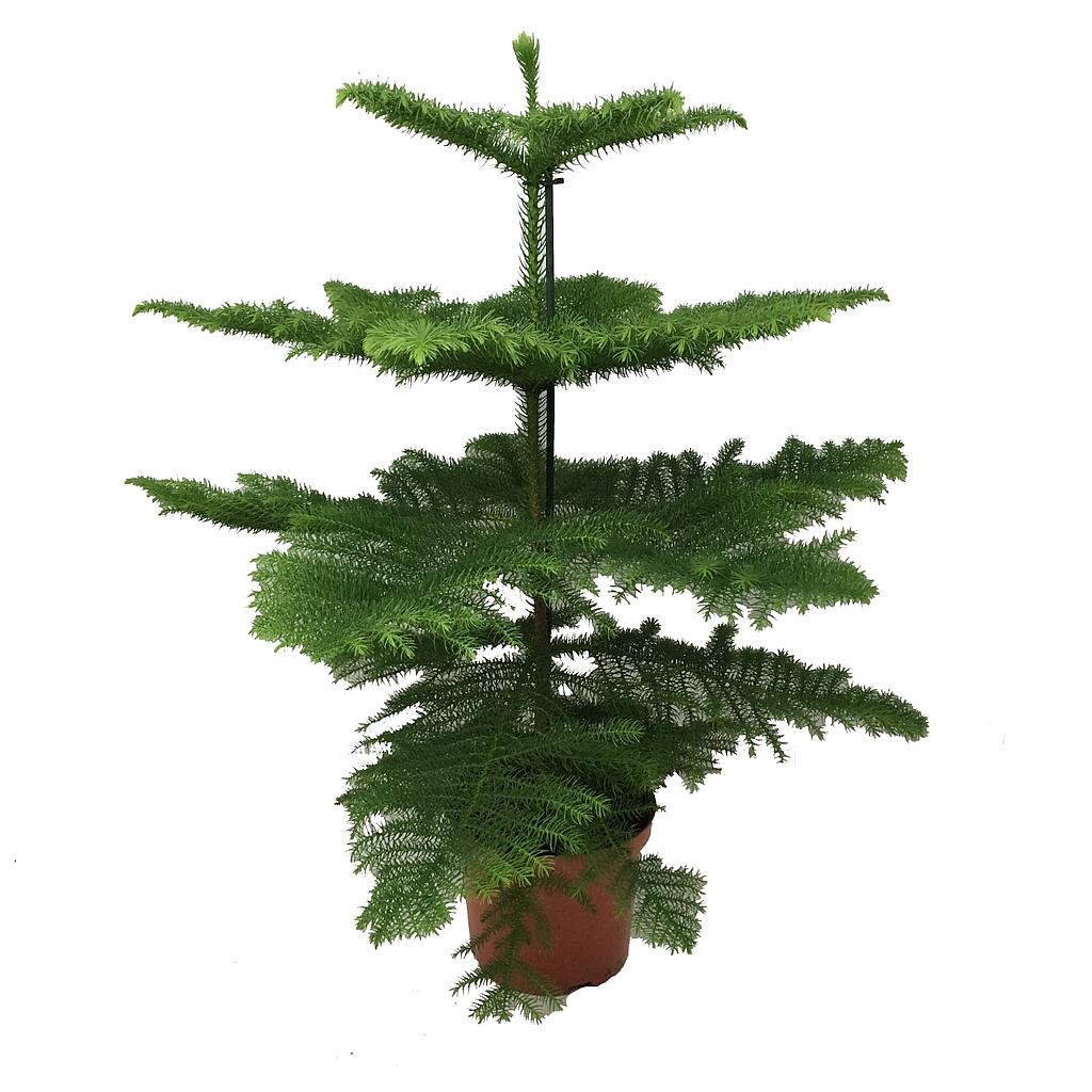 Araucaria Excelsa M27 120cm (heterophylla)_0