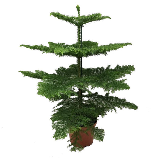 Araucaria Excelsa M27 120cm (heterophylla)_0
