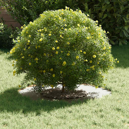 Adecuado Para Anillo De Árbol Plano Ø30/60 Cm Acero_2